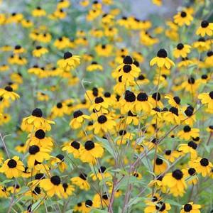 Rudbeckia Triloba, Brown-Eyed Susan, Native Black-Eyed Susan, Thin-Leaved Rudbeckia, Thin-Leaf Coneflower, Branched Coneflower, late summer perennial, golden flowers, yellow perennial